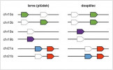 Grafické znázornění vypínání a zapínání alternativních sesterských genů u larválních stadií a u dospělců pa­rem. Čípkové opsinové geny jsou umístěny na 6 chromozomech – číslovány podle podobnosti jako tři dvojice a označeny a nebo b podle rodičovského druhu. Barevně jsou označeny aktivní (zapnuté, exprimované) geny, bílou barvou geny vypnuté. Barva genu na obrázku odpovídá barvě světla, kterou daný opsin zachytí, tedy čtyřem základním typům opsinů u obratlovců, UV/fialový, modrý, zelený a červený čípkový opsin. Přepínání genů se týká UV/fialového a modrého opsinu, kde jde o přepnutí mezi kopiemi od různých rodičů (tedy mezi chromozomy a, b), a dále zelených opsinů, kde k přepnutí dojde u genů ležících na stejném  chromozomu. Červený čípkový opsin je jediný, kterého se změna netýká, a ukazuje stabilní expresi napříč stadii vývoje. Orig. Z. Konvičková a Z. Musilová