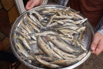 Příklad konzumace ázerbájdžánských parem v menší velikosti, než na jakou jsme zvyklí u „konzumních“ ryb v našich končinách. Foto Z. Musilová