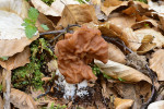 Ucháč svazčitý (Gyromitra grandis) – vzácný lignikolní druh (vázaný na odumřelé dřevo) listnatých lesů na bazickém podloží. Vývraty stromů jsou na prudkých svazích Hřebečského hřbetu velmi běžné. Někdy nastává i dominový efekt, kdy padající strom výše na svahu s sebou strhne i stromy pod ním. Foto J. Vrána