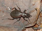 Vlajkový druh entomofauny Hřebečského hřbetu – střevlík nepravidelný (Carabus irregularis). Foto F. Trnka