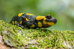 Mlok skvrnitý (Salamandra salamandra) obývá především okolí potoků a pramenišť. Foto O. Klusák