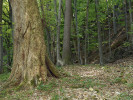 Staré javory kleny (Acer pseudoplatanus) v nejzachovalejších lesních partiích působí majestátním dojmem. Foto O. Hrubý
