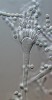 Kropidlák Aspergillus penicillioides jako osmofilní houba vyžaduje nízkou vodní aktivitu substrátu a dokáže přežít extrémní koncentrace cukrů a solí.  Na obr. konidiofor s fialidami (konidiogenními buňkami produkujícími nepohlavní spory) a konidie. Foto F. Sklenář