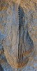 Gladius (tělní opora) tethydního vampyromorfního hlavonožce  Glyphiteuthis minor. Spodní turon,  Ždánice u Kouřimi. Holotyp, Národní muzeum v Praze. Měřítko 1 cm. Foto M. Košťák