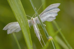 Podivuhodně tvarovaná křídla drobného motýla pernatušky trnkové (Pterophorus pentadactyla). Foto P. Šípek 