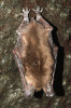 Zimující netopýr velký (Myotis myotis) pokrytý na uších, křídlech i zadních končetinách bílým nárůstem houby Pseudogymnoascus destructans.  Ta způsobuje onemocnění nazvané  syndrom bílého nosu, na které umírají miliony severoamerických netopýrů. Foto J. Pikula