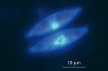 Párující se buňky rodu Navicula v procesu meiotického dělení jader. Snímek z fluorescenčního mikroskopu, barveno jaderným barvivem DAPI. Foto A. Poulíčková