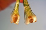  Na bázi listů (trofosporofylů) heterosporických šídlatek se pod blanitým pajazýčkem (lingula) v jamce zvané fovea vyvíjejí výtrusnice – samčí mikrosporan­gium (vlevo) nebo samičí makrospo­rangium (vpravo). Šídlatky se rozmnožují až na výjimky pohlavním způsobem, pomocí výtrusů. Foto M. Čtvrtlíková