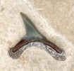 Zub žraloka liškouna (Alopias) z lokality Litenčice, délka báze zubu 8 mm. Foto R. Gregorová