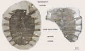 Karapaxy – svrchní části krunýře – juvenilní želvy pravděpodobně patřící do druhu Rafetus bohemicus. Původně byla popsaná jako Trionyx preschenensis Laube, 1900. Vlevo originální kus, vpravo k němu protiotisk. Foto À. H. Luján