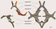 Fotografie a nákres plastronu – břišní části krunýře – kožnatky Rafetus bohemicus. Jednotlivé kosti z několika jedinců složené dohromady (vlevo) a schéma celého plastronu (vpravo). Foto a orig. À. H. Luján