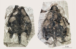 Ukázka želvích lebek z lokality Břešťany. Originální kus a protiotisk. Foto À. H. Luján 