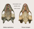 Lebky současně žijící kožnatky eufratské (Rafetus euphraticus, vlevo) a kožnatky africké (Trionyx triunguis, vpravo), pohledy ze spodní strany. Zástupci rodu Rafetus mají na rozdíl od rodu Trionyx krátký mediální srůst mezi intermaxilárním otvorem a vnitřními nozdrami (žlutá dvojšipka), zvětšené vnitřní nozdry a konvexní palatální okraj horních čelistí (červená přerušovaná linie). Foto M. Chroust