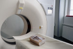 Lebka kožnatky před vyšetřením na lékařském počítačovém tomografu. Foto Z. Vařilová