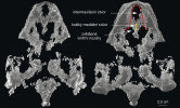 Trojrozměrný model lebky druhu Rafetus bohemicus. Pohled ze svrchní (vlevo) a spodní strany (vpravo). Lebka má krátký mediální srůst mezi intermaxilárním otvorem a zvětšenými vnitřními nozdrami (žlutá dvojšipka) a konvexní palatální okraj horních čelistí (červeně). Orig. M. Vopálenský a M. Chroust