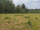  Pečlivě obsekané rostliny popelivky  na lokalitě Baronský rybník. Foto Z. Münzbergová