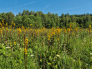  Popelivka sibiřská (Ligularia sibirica) na lokalitě Vojenské louky je za květu viditelná již zdaleka. Foto Z. Münzbergová