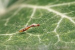 Štíhlenka pavoukomilná  (Metacanthus annulosus) nalezená v Brně – exemplář krátce po svlékání. Foto J. Procházka