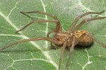 Mladý jedinec pokoutníka tmavého (Eratigena atrica). Tento evropský druh  je u nás hojný a vyskytuje se také  ve Středozemí. Foto J. Procházka