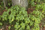 V České republice nepůvodní netýkavka malokvětá (Impatiens parviflora) využívá zcela odlišnou niku než většina původních druhů našich listnatých lesů. Foto M. Chytrý