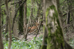Mladšího samce jelena mesolského (Cervus elaphus italicus) jsme pozorovali dopoledne v zastíněné části rezervace Bosco della Mesola. Foto O. Urban