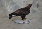 Preparát orla skalního (Aquila chrysaetos). Foto z archivu autorů