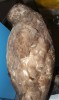 Mechanické poškození preparátu káně lesní (Buteo buteo) – vypadávání peří. Foto z archivu autorů
