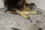 Noha preparátu orla skalního (Aquila chrysaetos) před kolorací. Foto z archivu autorů