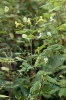 Rostliny s bělavými až světle žlutými květy se nejčastěji vyskytovaly v populaci netýkavky Edgeworthovy nalezené v létě 2022. Foto I. Suchara