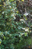 Větší část rostliny netýkavky Edgeworthovy (Impatiens edgeworthii) na skládce biologického odpadu při okraji lesa severně od Velkých Popovic (2021). Foto I. Suchara