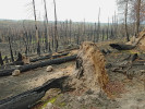 Požár lesa může způsobit částečné až úplné zničení semenné banky, poškodit kořeny stromů, a výrazně tak zamíchat druhovým složením vegetace na obnovujících se plochách. Území po požáru v národním parku České Švýcarsko.  Foto R. Bače