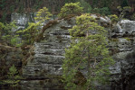 Otevřené biotopy na skalních  hranách vykazují v Českém ráji  očividnou kontinuitu během celého holocénu. Foto P. Pokorný