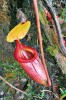 Láčkovka N. × kinabaluensis je  hybridem mezi N. rajah a N. villosa. Postavení víčka má přechodné  mezi oběma rodičovskými druhy.  NP Kinabalu. Foto A. Pavlovič