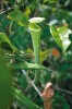 Láčkovka Nepenthes albomarginata vytváří pod obústím souvislý bílý pás  trichomů, který láká kořist – termity rodu Hospitalitermes. Národní park Bako, Sarawak, Borneo. Foto A. Pavlovič