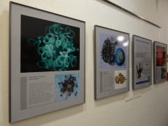 Vernisáž výstavy Paralelní mykosvět. Foto A. Kubátová