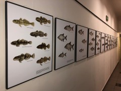 Radka Bošková: Ryby ve vědecké ilustraci. Výstava se Živou v Literární kavárně knihkupectví Academia, Praha, prosinec 2019