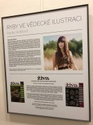 Radka Bošková: Ryby ve vědecké ilustraci. Výstava se Živou v Literární kavárně knihkupectví Academia, Praha, prosinec 2019