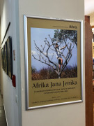 Afrika Jana Jeníka – fotografie tropického lesa, savan a mangrovů z východní Afriky 1964–1967. Výstava se Živou v Literární kavárně knihkupectví Academia, Praha, květen 2022