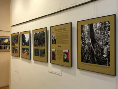 Afrika Jana Jeníka – fotografie tropického lesa, savan a mangrovů z východní Afriky 1964–1967. Výstava se Živou v Literární kavárně knihkupectví Academia, Praha, květen 2022