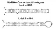 MicroRNA je typ jednovláknové RNA, jež díky své sekvenci vytváří útvary nazývané vlásenky (anglicky hairspin). Podle různých zdrojů kreslila M. Chumchalová