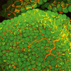 Fluorescenční snímek nativní bílé tukové tkáně. Zelené fluorescenční  barvivo vstupuje do tukových kapének. Každá rozměrná kapénka odpovídá samostatnému adipocytu. Oranžový izolektin specificky značí endotel kapilár. Foto K. Bardová