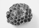Která makromolekulární látka je  hlavní stavební složkou tohoto objektu? Jednoplástové hnízdo vosíka  (Polistes spp.) tvořené z papíroviny,  které bývá zavěšené tenkou stopkou  na skále, rostlinách nebo i budovách. Foto L. Čurnová