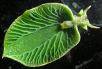 Nahožábrý plž Elysia chlorotica je příkladem využití původně rostlinné fotosyntézy – „krade plastidy“ z pohlcené řasy posypanky Vaucheria litorea. Pohlcené chloroplasty uvolněné ze strávené řasy mohou přežívat v trávicích buňkách až 9 měsíců (což je často déle, než žije samotná řasa). Je to umožněno horizontálním genovým přenosem  některých klíčových genů např.  pro syntézu chlorofylu do genomu plže.  Převzato z Patrick Krug Cataloging  Diversity in the Sacoglossa LifeDesk, v souladu s podmínkami použití