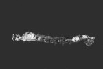 Planktonní larva koretry – rod Chaoborus – obávaný predátor drobného  zooplanktonu. Kořist chytá tykadly pozměněnými do podoby loupeživých končetin ve stylu kudlanek.