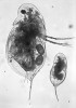 Změna velikosti prvního dospělého instaru v rybniční populaci hrotnatky  Daphnia galeata po nasazení jednoročních kaprů. Foto M. Černý