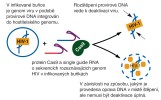 Štěpení provirové HIV DNA pomocí CRISPR-Cas9. Tímto systémem lze specificky štěpit libovolné sekvence v genomu, jako např. provirové sekvence HIV. Podle různých zdrojů kreslila M. Chumchalová