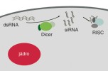 Mechanismus RNA interference. Nejprve enzymový komplex Dicer naštěpí dvouřetězcovou RNA (double stranded, dsRNA) na kratší úseky (oligonukleotidy), které jsou následně zpracovány komplexem RISC (RNA-Induced Silencing Complex), tvořeným několika bílkovinami a molekulou RNA. RISC nakonec naštěpí všechny RNA v buňce, které mají stejnou sekvenci jako ta v něm obsažená.  Tak je buňka schopna zastavit přepis např. virového genomu do bílkovin, čímž zabrání množení viru. Podle různých zdrojů kreslila M. Chumchalová