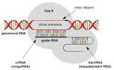 Schéma editace genomu metodou CRISPR-Cas9. Vybraný úsek genomu  je rozeznáván pomocí sekvenční kompatibility s guide RNA vázanou na protein Cas9, který následně cílovou DNA štěpí. Blíže v textu a na str. XLVII–XLIX kuléru. Podle různých zdrojů kreslila M. Chumchalová