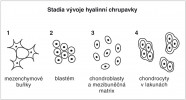 Vývoj hyalinní chrupavky. 1 – mezenchym, hvězdicovité mezenchymové buňky propojené výběžky tvoří prostorovou síť; 2 – proliferující mezenchymové buňky se zahušťují do blastému (jde o skupinu nediferencovaných buněk v podobě v přibližném tvaru budoucí struktury, jejichž proliferací a diferenciací se vyvíjí základ orgánu) a diferencují se v chondroblasty; 3 – chondroblasty zpomalují dělení a produkují mezibuněčnou matrix chrupavky; 4 – chrupavka vyzrává, chondrocyty uzavřené v lakunách se dále dělí, čímž vznikají izogenetické skupiny, tedy skupiny dceřiných buněk ve společné lakuně, které  pocházejí z jedné mateřské buňky. Orig. M. Halašková, Ústav histologie a embryologie 3. lékařské fakulty UK