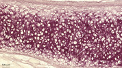 Elastická chrupavka, histologický preparát. Chondrocyty (šipka) jsou  většinou jednotlivě v lakunách (1) a v extracelulární matrix (2) převažují elastická vlákna, dobře viditelná  při barvení na elastiku, kde selektivní  barvení resorcin-fuchsinem umožní jejich zobrazení. Na povrchu je perichondrium, podobné perichondriu  hyalinní chrupavky (3). Foto M. Halašková, Ústav histologie a embryologie 3. lékařské fakulty UK